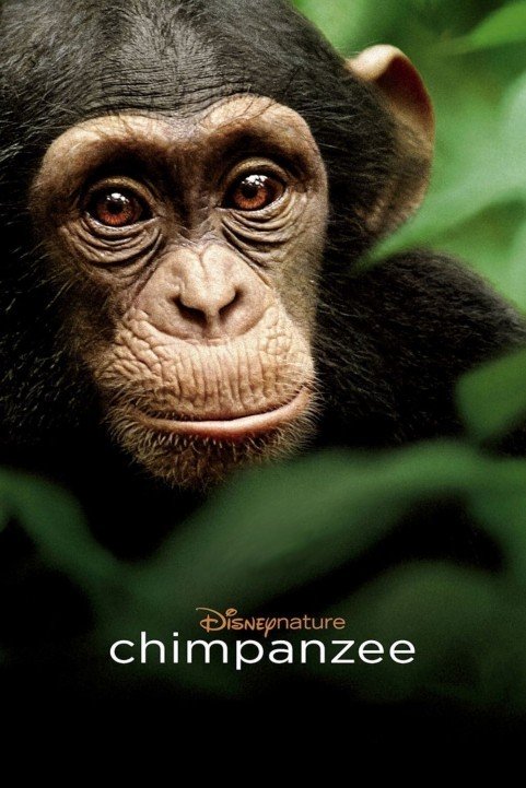 Chimpanzee (2012) poster