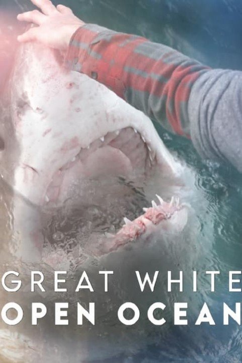 Great White Open Ocean poster