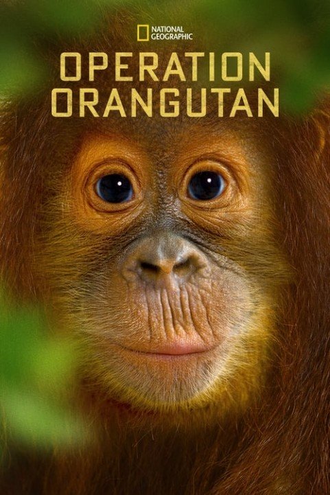 Operation Orangutan poster