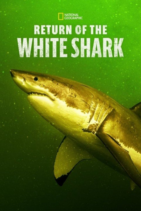 Return of the White Shark poster