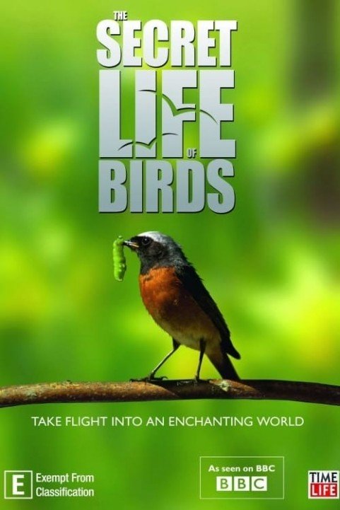 Secret Life of Birds poster