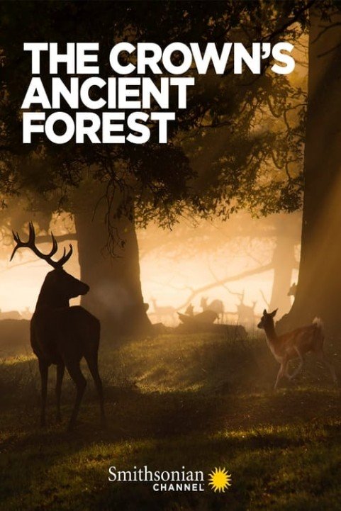 The Crown's Ancient Forest poster