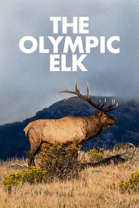 The Olympic Elk poster