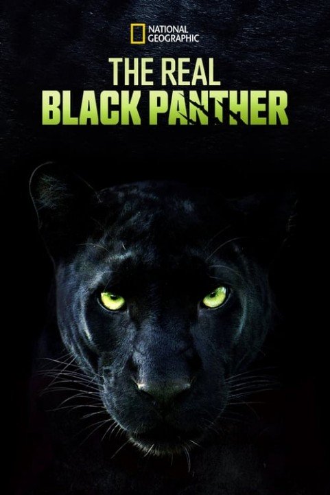 The Real Black Panther poster