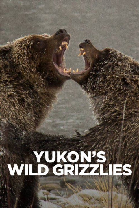 Yukon's Wild Grizzlies poster