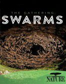 The Gathering Swarms Free Download