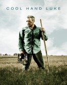 Cool Hand Luke poster