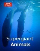 Supergiant Animals (2013) poster