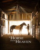 A Horse from Heaven (2018) Free Download