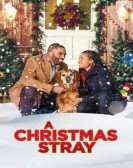 poster_a-christmas-stray_tt14758624.jpg Free Download