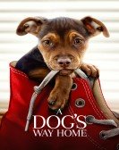 A Dog's Way Home (2019) Free Download