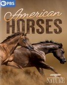 American Horses Free Download