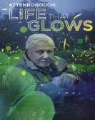 poster_attenboroughs-life-that-glows_tt5705966.jpg Free Download