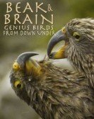 poster_beak-brain-genius-birds-from-down-under_tt4790094.jpg Free Download