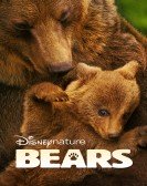 poster_bears_tt2458776.jpg Free Download