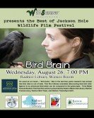 Bird Brain Free Download