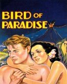 Bird of Paradise poster