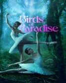 Birds of Paradise Free Download