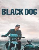 Black Dog Free Download