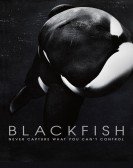 Blackfish (2013) Free Download