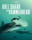 poster_bull-shark-vs-hammerhead_tt27999915.jpg Free Download