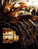 Camel Spiders poster