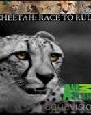 Cheetah: Race To Rule poster