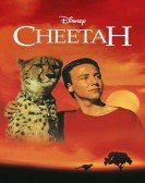 Cheetah poster