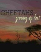 Cheetahs: Growing Up Fast poster