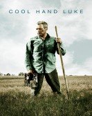 poster_cool-hand-luke_tt0061512.jpg Free Download