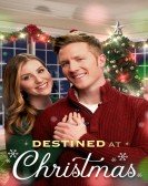 Destined at Christmas poster