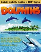 Dolphins Free Download