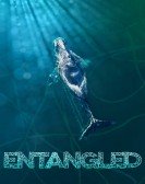 poster_entangled_tt14384956.jpg Free Download