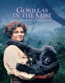 Gorillas in the Mist Free Download