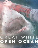 Great White Open Ocean Free Download