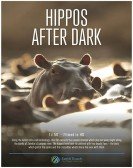 Hippos after Dark Free Download