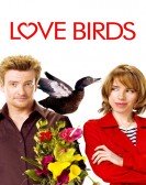 Love Birds Free Download