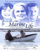 Marine Life Free Download