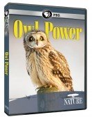 Owl Power Free Download