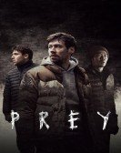 poster_prey_tt15198608.jpg Free Download