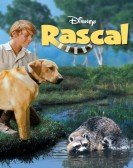 poster_rascal_tt0064875.jpg Free Download