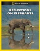 Reflections on Elephants poster