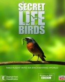 Secret Life of Birds Free Download