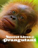 poster_secret-lives-of-orangutans_tt33038092.jpg Free Download