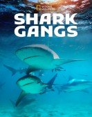 poster_shark-gangs_tt14811278.jpg Free Download