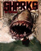 poster_shark-in-venice_tt1087474.jpg Free Download