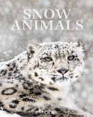 Snow Animals Free Download