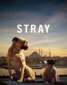 Stray Free Download