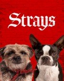 poster_strays_tt15153532.jpg Free Download