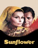 poster_sunflower_tt0065782.jpg Free Download